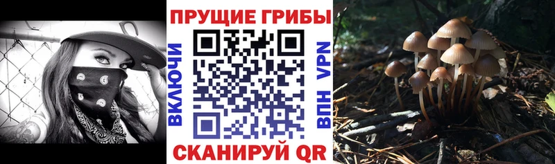 Купить закладки  Дмитриев  Галлюциногенные грибы Cubensis 